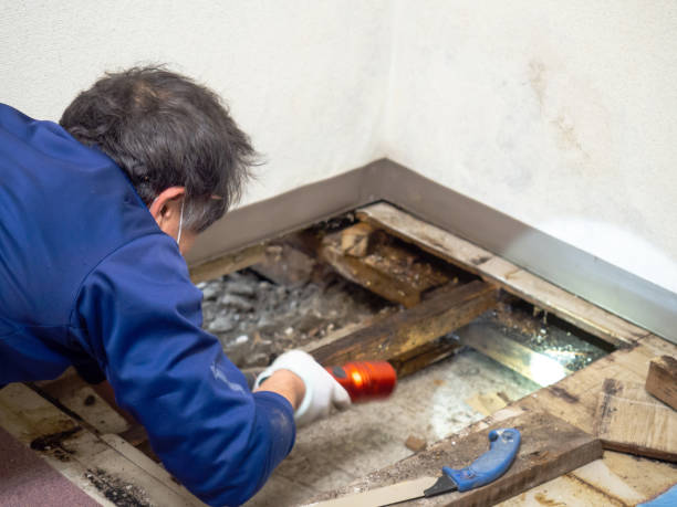 Best Insurance-Related Mold Remediation in Grand Marais, MN