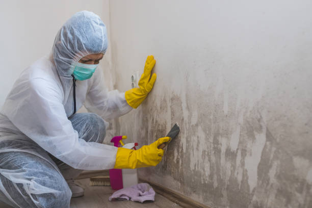 Best Post-Flood Mold Remediation in Grand Marais, MN