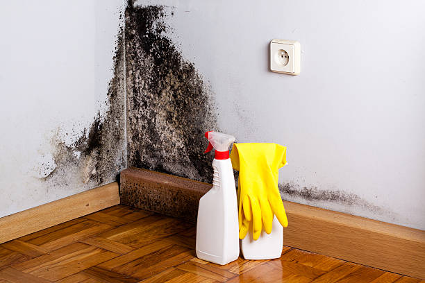 Best Kitchen Mold Remediation in Grand Marais, MN